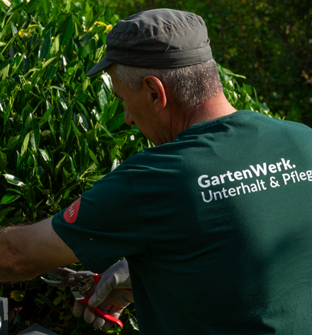 Mann aus dem Gartenwerk pflegt grossen Strauch